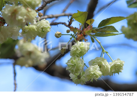 園里黄桜　緑色の花をつける桜　ソノサトキザクラ 139154787