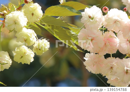 園里黄桜 緑色の花をつける桜 ソノサトキザクラ 園里黄桜 緑色の花をつける桜 ソノサトキザクラ 139154788