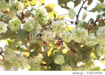 園里黄桜　緑色の花をつける桜　ソノサトキザクラ 139154793