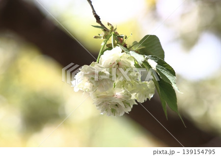 園里黄桜　緑色の花をつける桜　ソノサトキザクラ 139154795