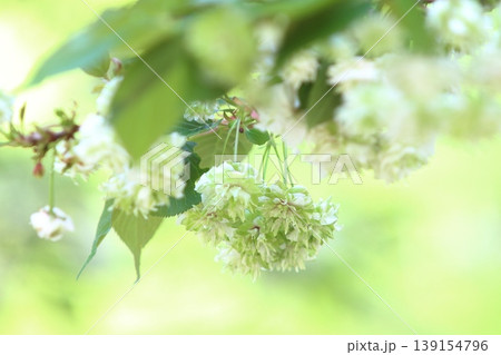 園里黄桜 緑色の花をつける桜 ソノサトキザクラ 園里黄桜 緑色の花をつける桜 ソノサトキザクラ 139154796