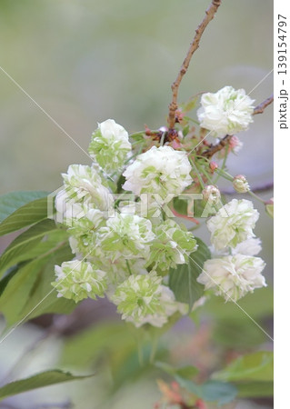 園里黄桜 緑色の花をつける桜 ソノサトキザクラ 園里黄桜 緑色の花をつける桜 ソノサトキザクラ 139154797
