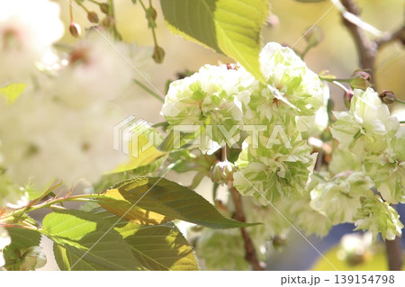 園里黄桜　緑色の花をつける桜　ソノサトキザクラ 139154798