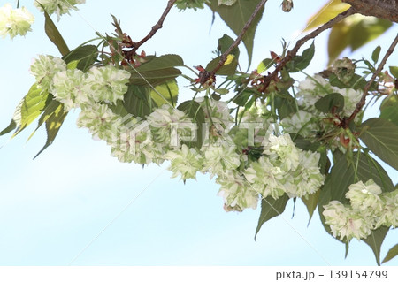園里黄桜　緑色の花をつける桜　ソノサトキザクラ 139154799