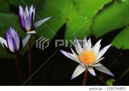 睡蓮の花　開花したスイレンの花 139154803