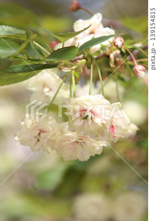 園里黄桜　緑色の花をつける桜　緑からピンクに色変わりする桜　ソノサトキザクラ 139154815