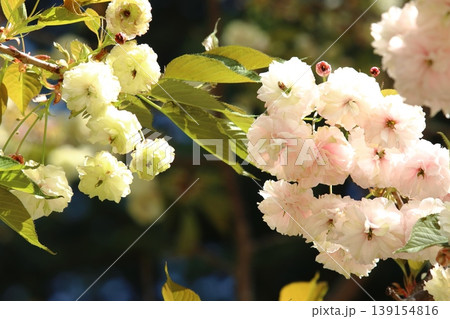 園里黄桜　緑色の花をつける桜　緑からピンクに色変わりする桜　ソノサトキザクラ 139154816