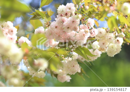 園里黄桜　緑色の花をつける桜　緑からピンクに色変わりする桜　ソノサトキザクラ 139154817