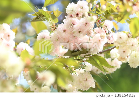 園里黄桜 緑色の花をつける桜 緑からピンクに色変わりする桜 ソノサトキザクラ 園里黄桜 緑色の花をつける桜 緑からピンクに色変わりする桜 ソノサトキザクラ 139154818