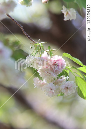 園里黄桜　緑色の花をつける桜　緑からピンクに色変わりする桜　ソノサトキザクラ 139154819