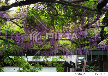藤の花のある風景　4月調布795千年乃藤・国領神社 139154903