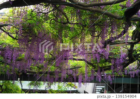 藤の花のある風景　4月調布796千年乃藤・国領神社 139154904