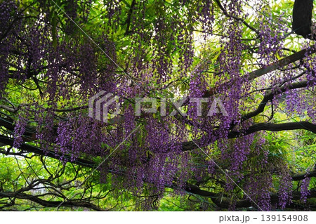 藤の花のある風景　4月調布800千年乃藤・国領神社 139154908