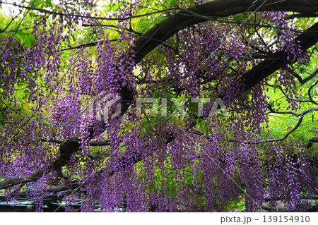 藤の花のある風景　4月調布802千年乃藤・国領神社 139154910