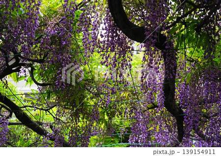 藤の花のある風景　4月調布803千年乃藤・国領神社 139154911