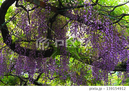 藤の花のある風景　4月調布804千年乃藤・国領神社 139154912
