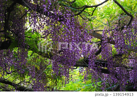 藤の花のある風景　4月調布805千年乃藤・国領神社 139154913