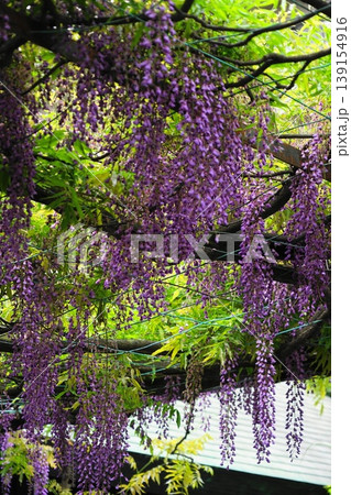 藤の花のある風景　4月調布808千年乃藤・国領神社 139154916