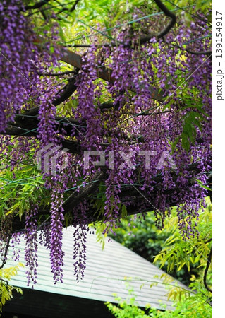 藤の花のある風景　4月調布809千年乃藤・国領神社 139154917