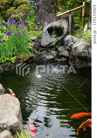 つくばいとアヤメと池のある風景　4月調布816つくばい・茶庭・調布不動尊・常性寺 139154924
