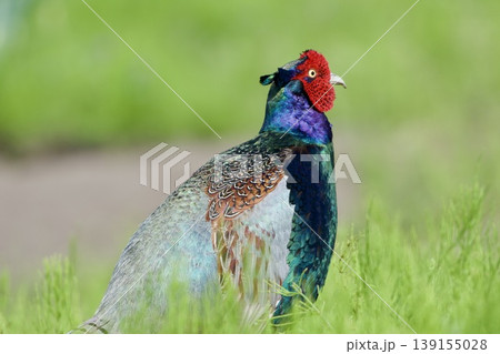 キジ pheasant / Japan 139155028