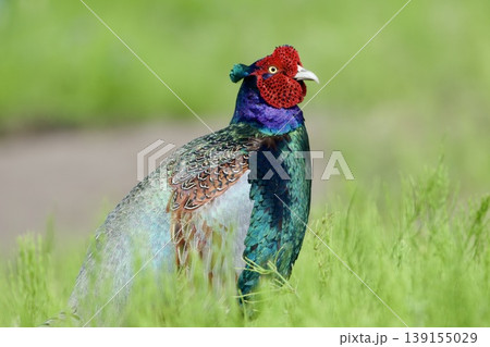 キジ pheasant / Japan 139155029
