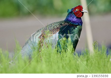 キジ pheasant / Japan 139155030