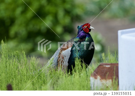 キジ pheasant / Japan キジ pheasant / Japan 139155031