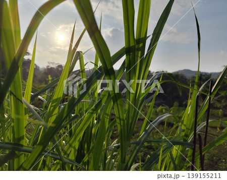 corn plants in the afternoon, afternoon sunlight 139155211