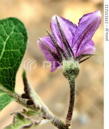 purple eggplant flowers are blooming 139155212
