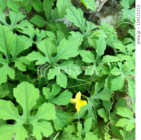 Fresh green bitter melon vegetable plants are flowering 139155213