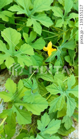 Fresh green bitter melon vegetable plants are flowering 139155217