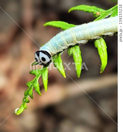 close up of white caterpillar on plant stem close up of white caterpillar on plant stem 139155218