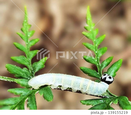 close up of white caterpillar on plant stem close up of white caterpillar on plant stem 139155219