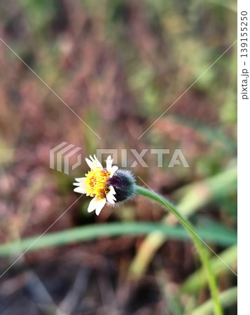close up of weed flowers in rice fields 139155250