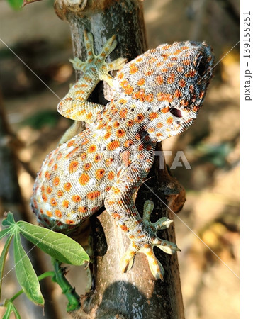 closeup of a gecko in a cassava tree 139155251