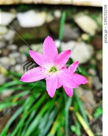 Pink Zephyranthes flowers start to bloom in the garden 139155256
