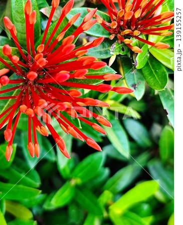 photo of Ixora red flower in the garden photo of Ixora red flower in the garden 139155257