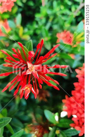 photo of Ixora red flower in the garden photo of Ixora red flower in the garden 139155258
