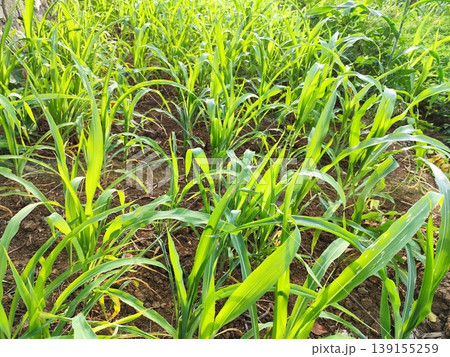 Young corn plants have not yet produced fruit in the garden Young corn plants have not yet produced fruit in the garden 139155259
