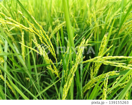 close up of fresh rice grains, still green and not ready to be harvested 139155263