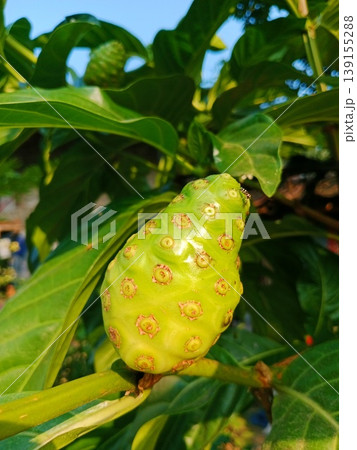 photo of noni fruit or Morinda citrifolia that is still fresh on the tree photo of noni fruit or Morinda citrifolia that is still fresh on the tree 139155288