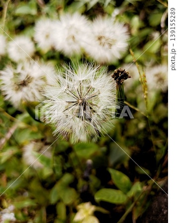 close-up photo of dandelion flowers in the garden close-up photo of dandelion flowers in the garden 139155289