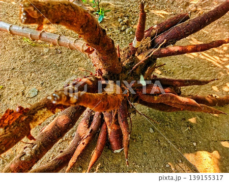 fresh cassava roots that have just been harvested 139155317