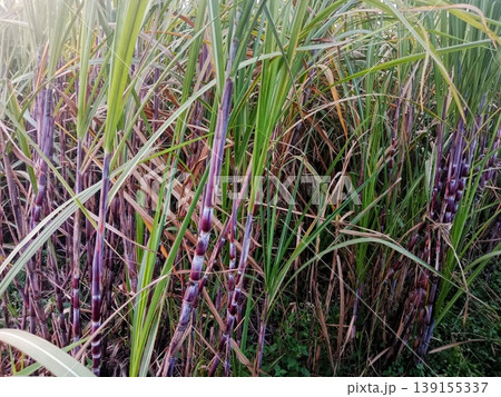 photo of a sugar cane plantation in the afternoon photo of a sugar cane plantation in the afternoon 139155337
