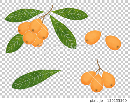Watercolor-style loquat fruit Watercolor-style loquat fruit 139155360