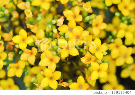 Kalanchoe blossfeldiana Poelln, Kalanchoe blossfeldiana or Flaming Katy or Kalanchoe or CRASSULACEAE or yellow flower Kalanchoe blossfeldiana Poelln, Kalanchoe blossfeldiana or Flaming Katy or Kalanchoe or CRASSULACEAE or yellow flower 139155404