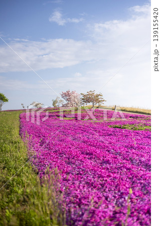 芝桜と新緑の東郷池周辺 139155420