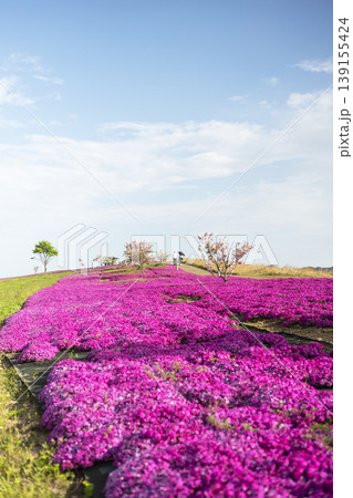 芝桜と新緑の東郷池周辺 芝桜と新緑の東郷池周辺 139155424