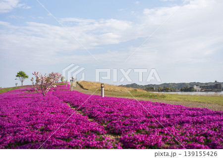 芝桜と新緑の東郷池周辺 芝桜と新緑の東郷池周辺 139155426